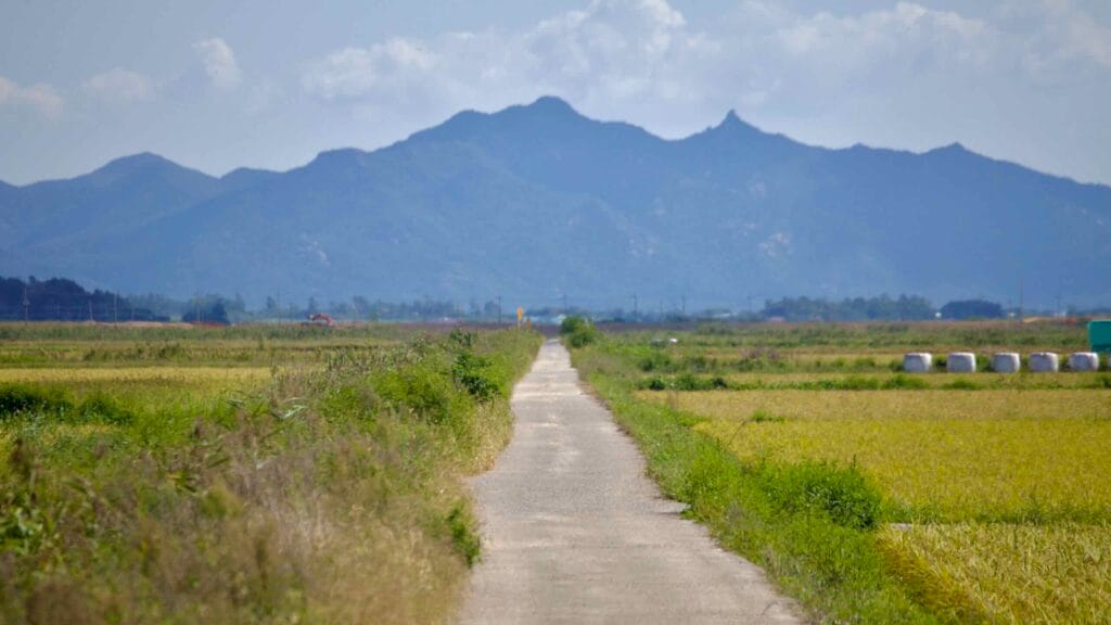 A long, straight cycling path cuts through expansive rice fields, leading toward distant mountains
