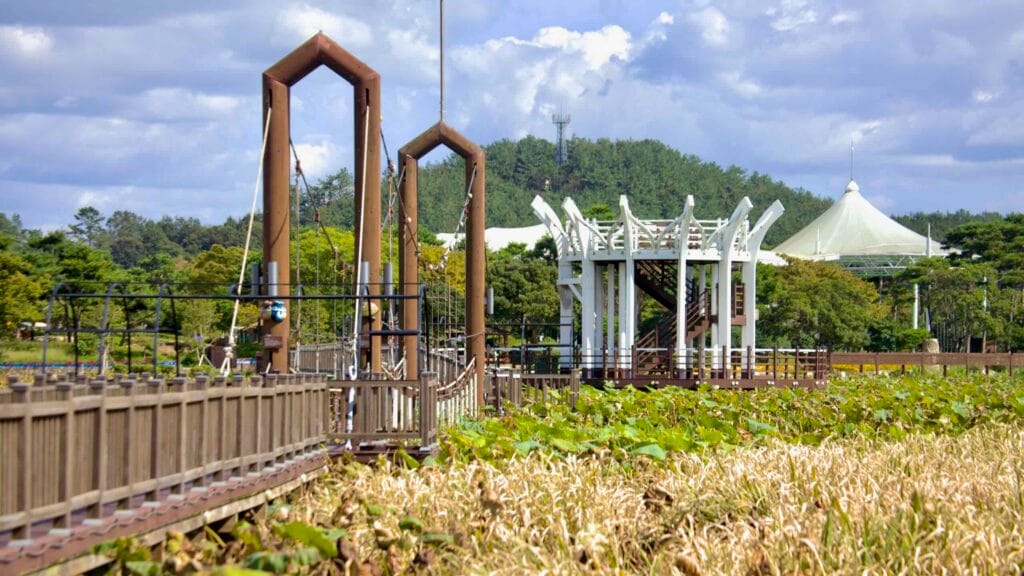 lotus field
