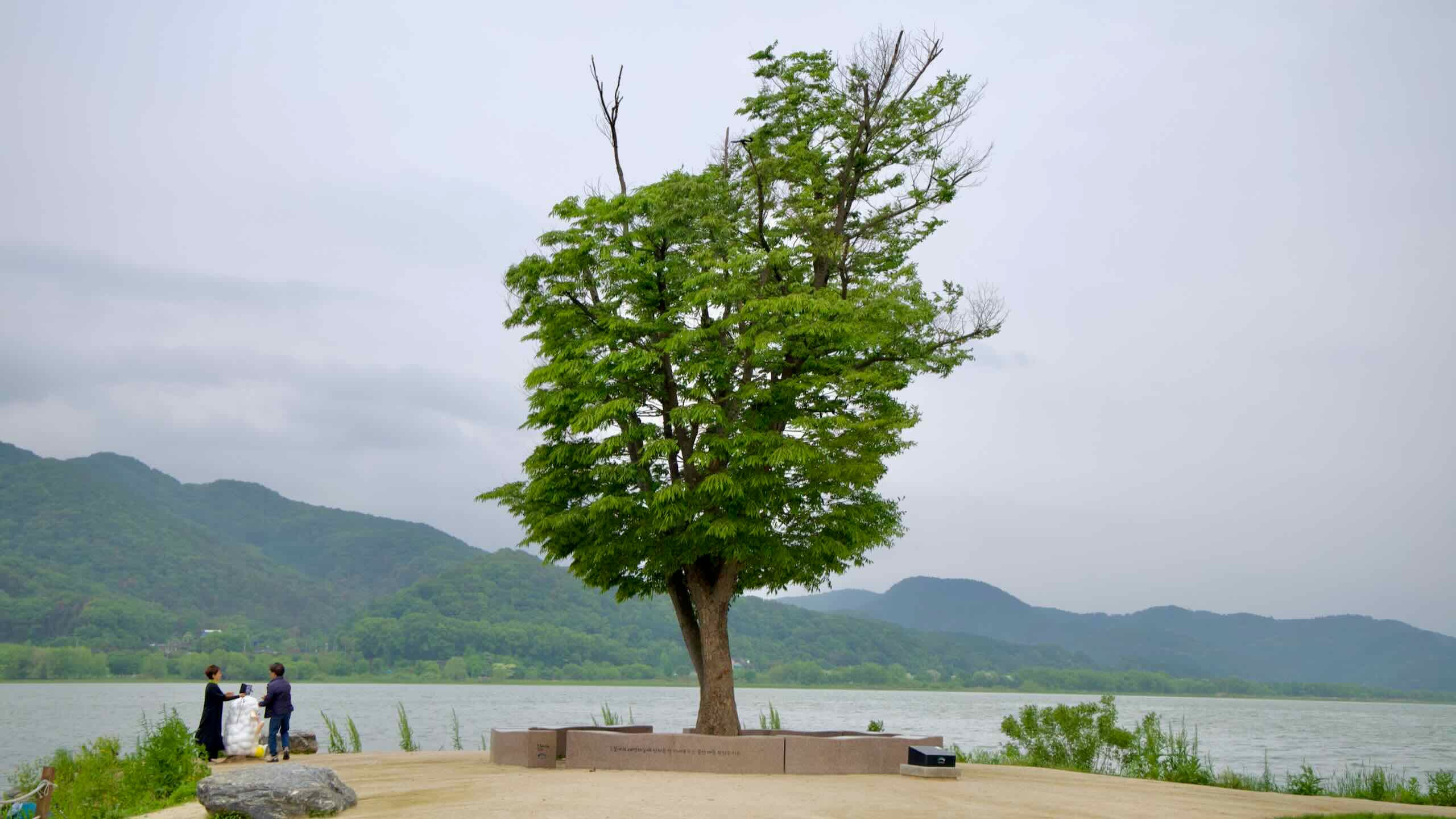 A solitary large tree stands on a sandy riverbank at Dumulmeori, surrounded by scenic mountain views and quiet visitors enjoying the natural setting.