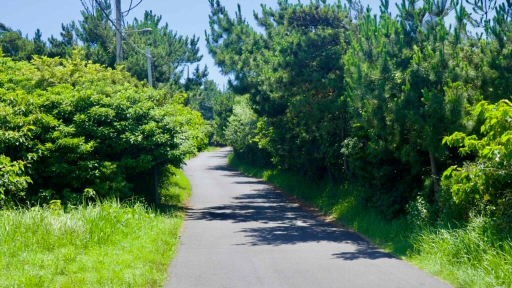 Quiet forest lane near Suwolbong, shaded by pines and brush.