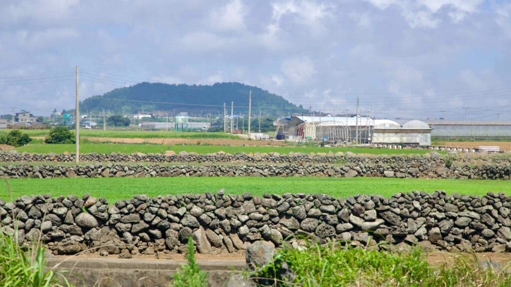 Stone field walls and green plots near Sindo with a low oreum in the distance.