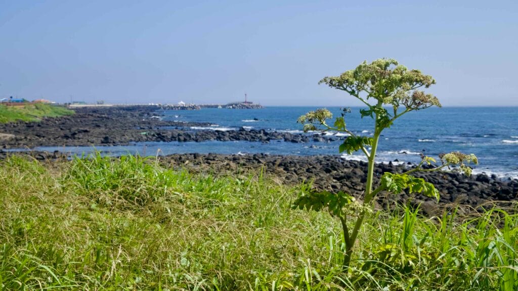 Grassy bluff view of Sindo Port breakwater and red lighthouse on Jeju Island.