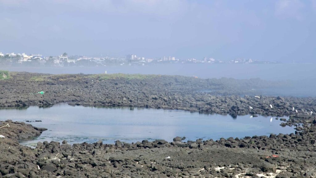 Tide pools and egrets on the lava flats with Seogwipo faint in fog.
