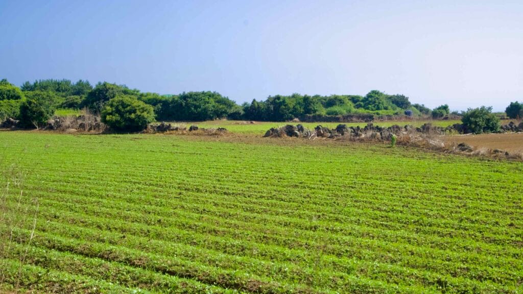 Seedling rows and lava‑stone fences in coastal fields near Yeongnak, Jeju.