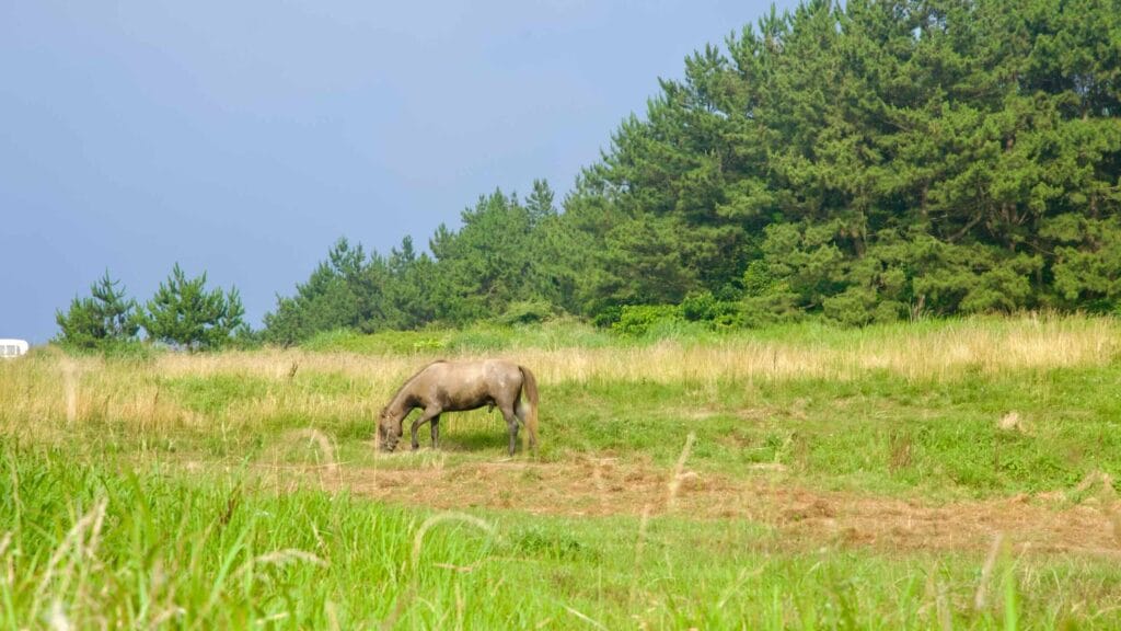 A native Jeju horse grazes in long summer grass below pine woods.