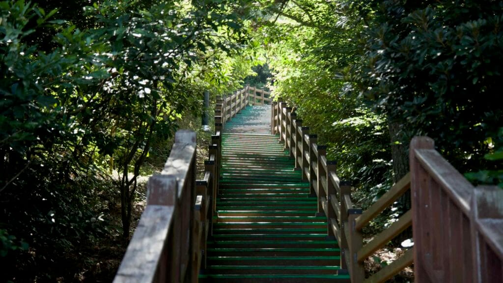 Shaded wooden stairway tunneling through green pines on Dodu Peak.