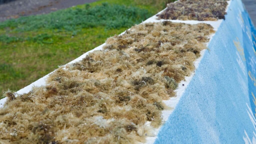 Seaweed dried on the mosaic seawall above the shore.