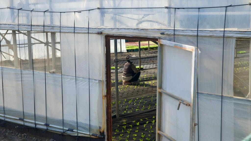 Farm worker tending seedlings inside a plastic greenhouse.