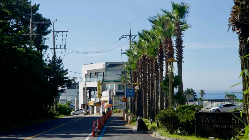 Palm trees along the Hagu‑Aewol Coastal Road with a separated bike lane.