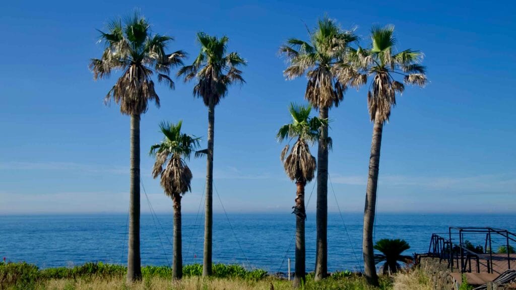 Row of tall palms above the sea near Aewol on Jeju’s west coast.