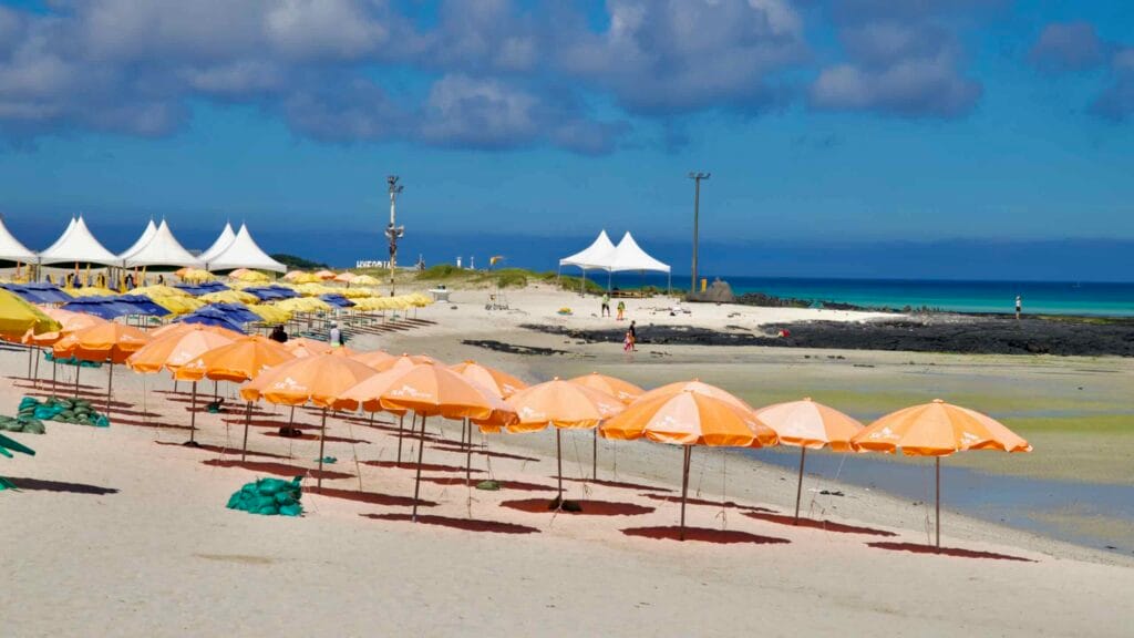 Rows of parasols arranged on white sand at Hyeopjae Beach.