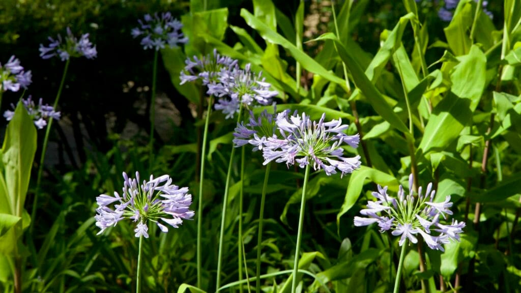 Pale purple agapanthus blooms rising on tall stems in Hallim Park.