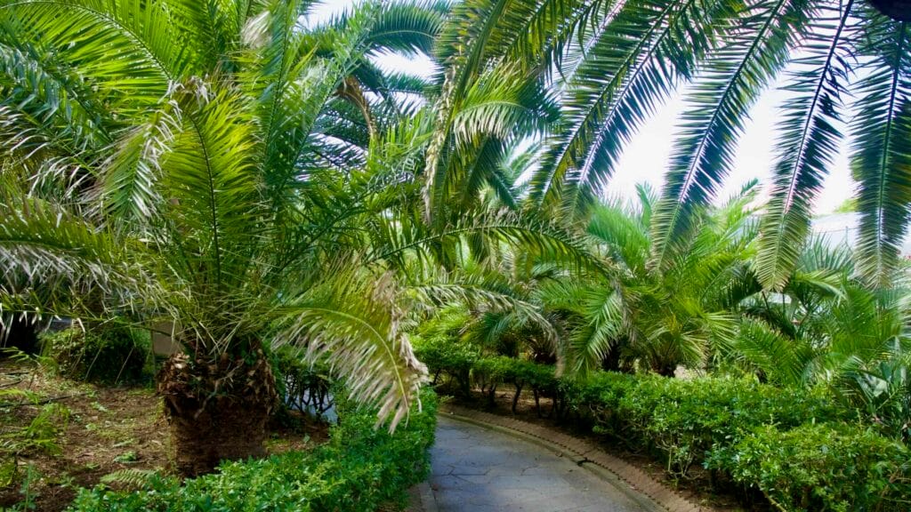 Curving garden path under arching palm fronds at Hallim Park.
