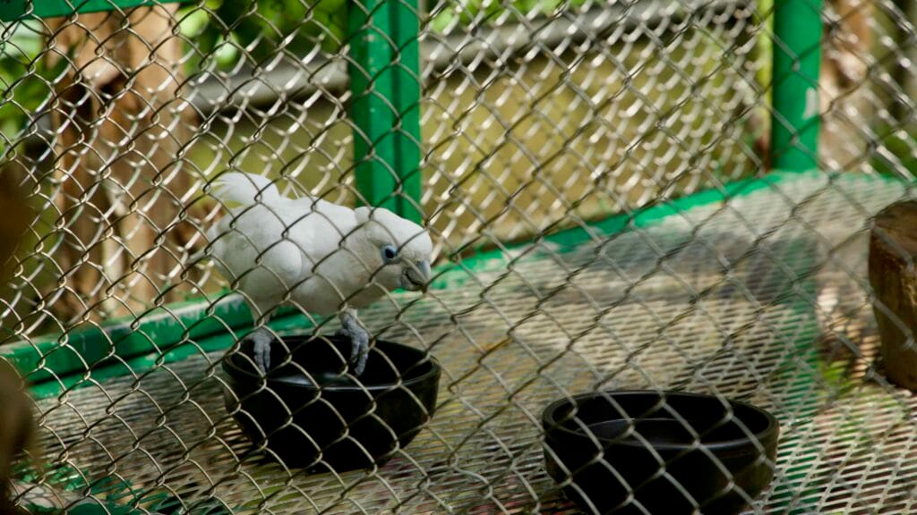 White cockatoo in an aviary enclosure at Hallim Park.