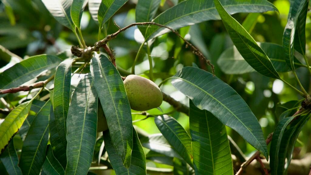 Close view of an unripe mango among glossy leaves.