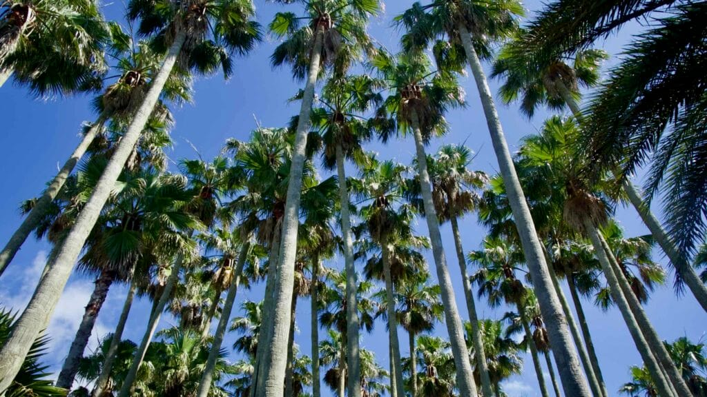Tall fan palms reaching into a clear blue sky.
