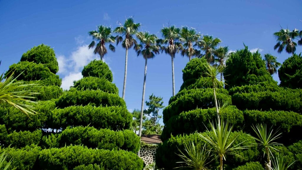 Sculpted conifer topiaries framed by palms and flowers.