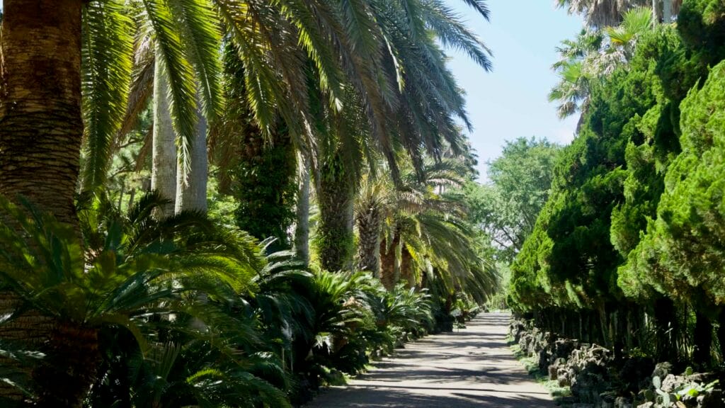 Shaded palm‑lined path creating a tunnel‑like promenade.