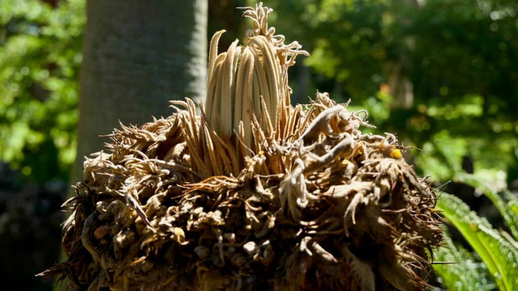 Detailed view of a sago cycad’s emerging cone and fronds.