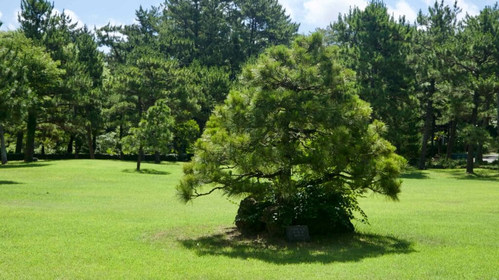 Compact pine on a broad lawn framed by taller conifers.