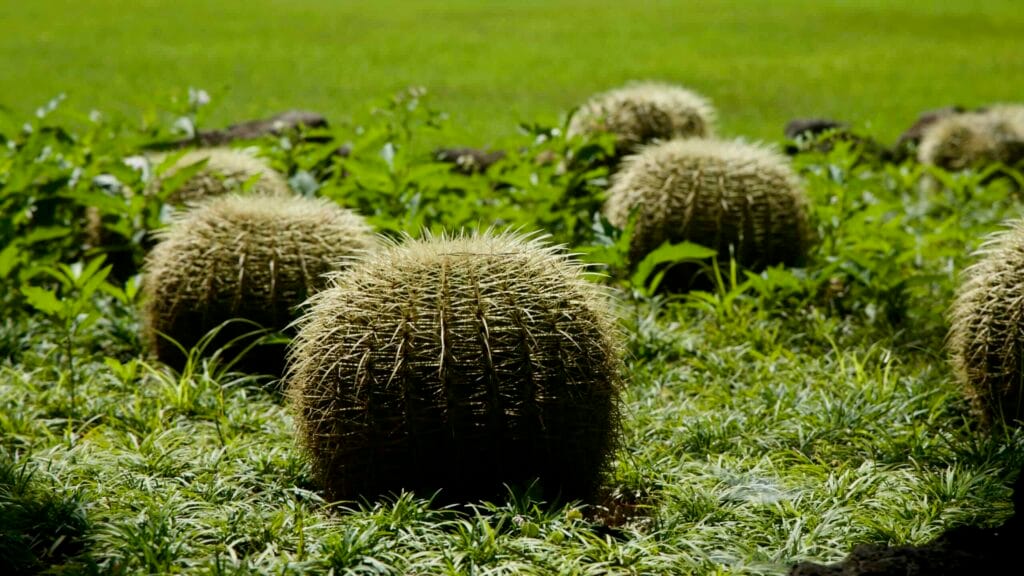 Cluster of golden barrel cacti in a landscaped bed.