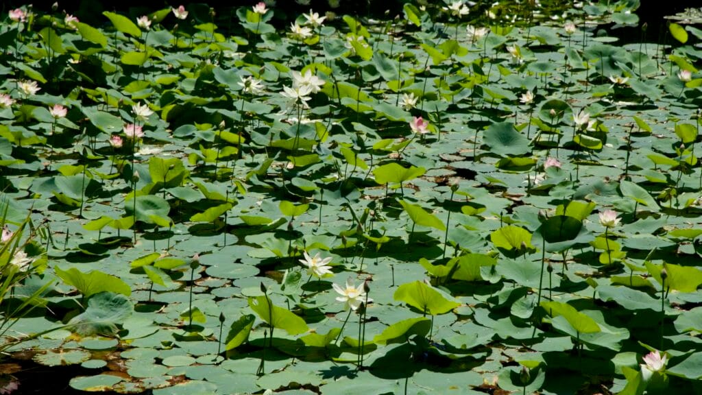 Lotus and waterlilies spreading across a sunny pond.