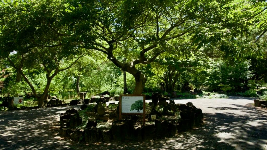 Wide-canopy tree with info board in dappled light.