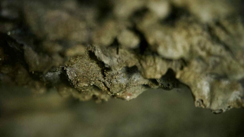 Macro view of mineral textures and moisture on a Hallim Park lava cave surface.