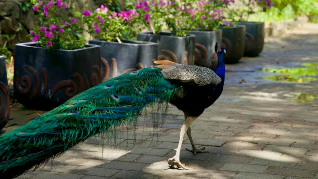 Peacock with long train walking beside flower planters at Hallim Park.