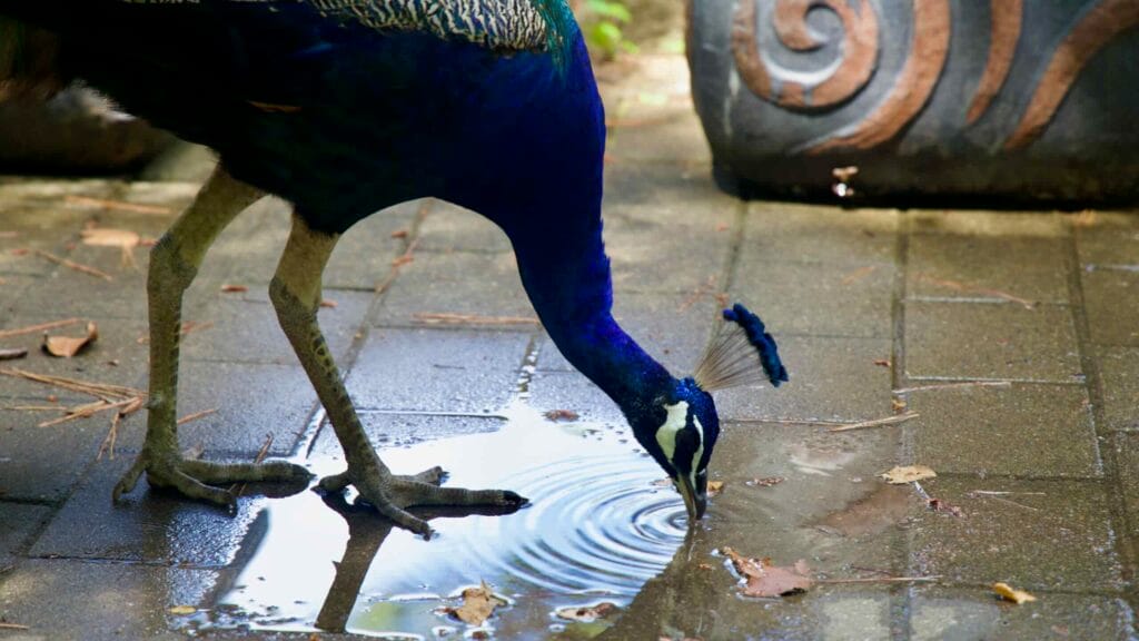 Peacock drinks from a puddle on a path at Hallim Park.