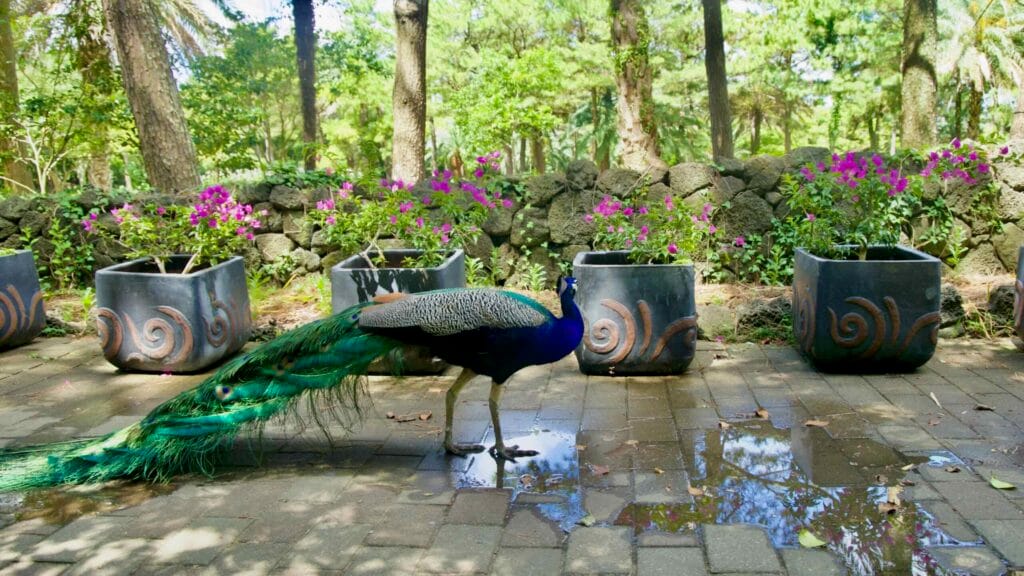 Peacock beside flower planters in a shaded Hallim Park courtyard.