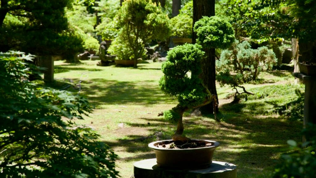 S‑curve juniper bonsai displayed on the lawn in Hallim Park’s bonsai garden.