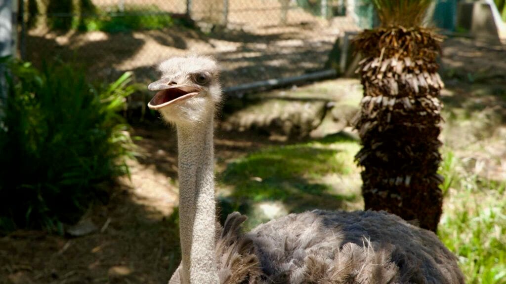 Ostrich close-up with beak open inside a shaded enclosure.