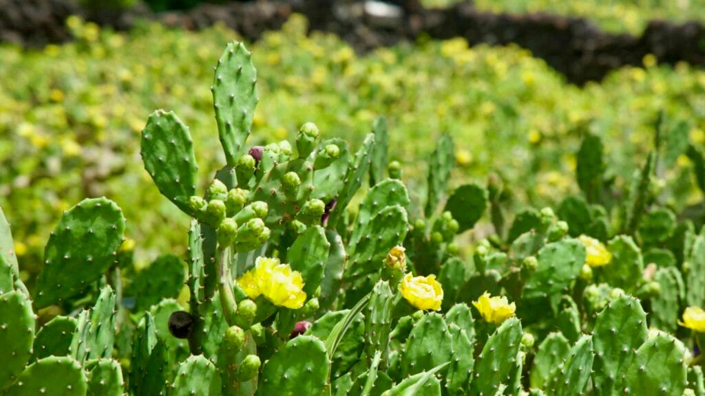 Close‑up of prickly pear flowers near Woldeok‑ri.