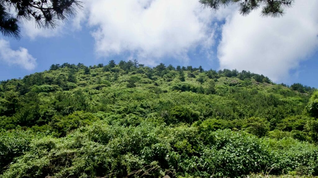 Shrubs and pines climb Dangsanbong’s flank in Jeju’s UNESCO Global Geopark.
