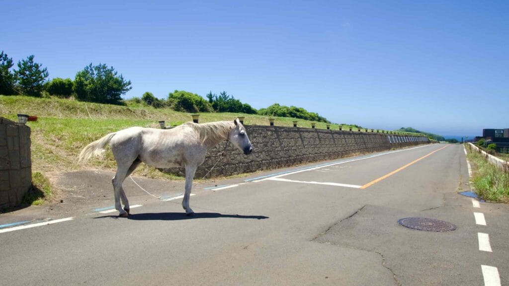 Gray horse on a quiet coastal road with ocean glimpses down the hill.