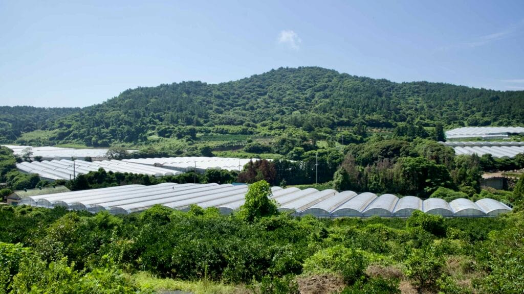 Rows of arched greenhouses fill a sheltered valley near Gunsan Oreum, ringed by citrus orchards.