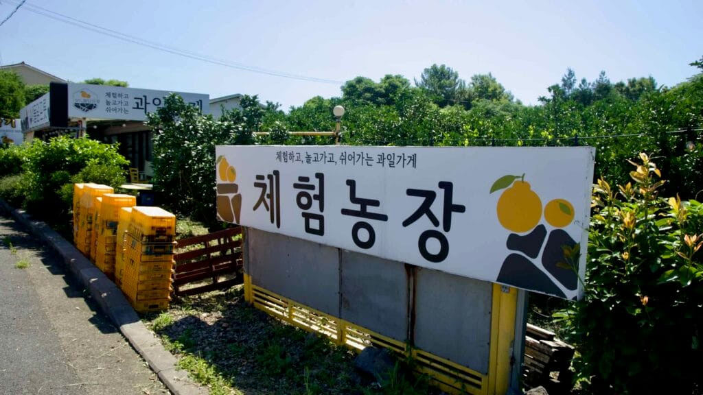 A roadside sign for an experience farm stands beside citrus trees and stacks of yellow crates on Jeju.