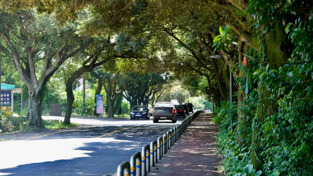 Cars travel through a shaded tree tunnel where camphor and evergreen trees arch over the roadside.