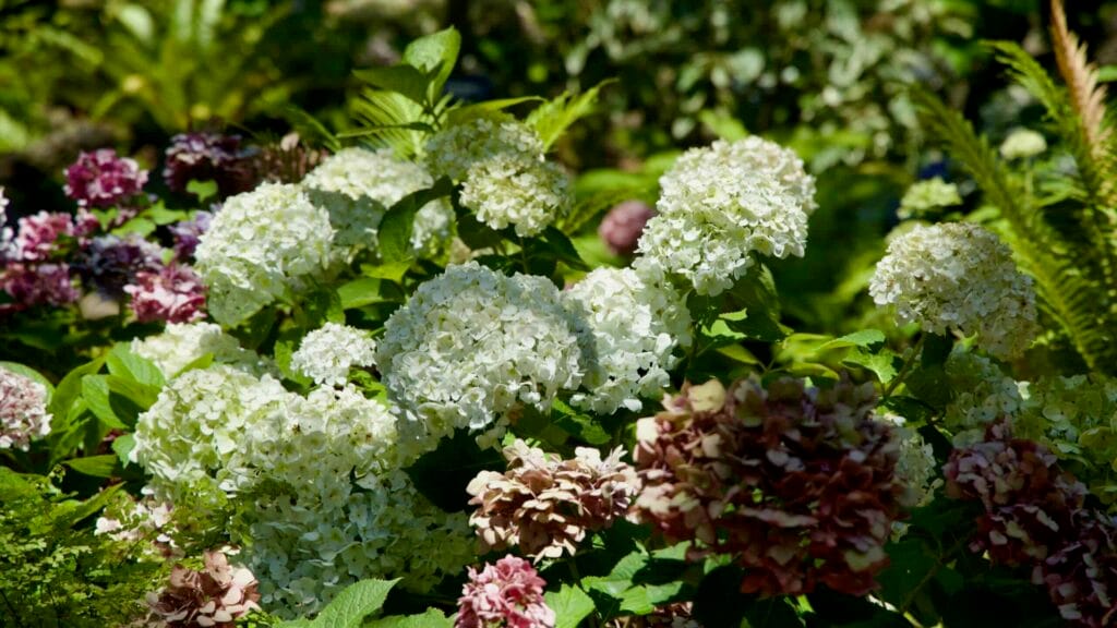 Hydrangea blooms inside Yeomiji’s conservatory.