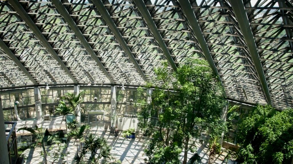 A wide view across Yeomiji’s greenhouse shows mature tropical trees and palms rising toward the glass roof.