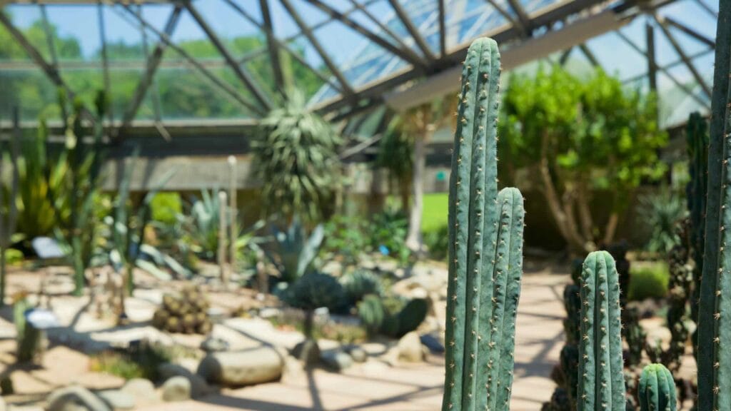 A columnar cactus stands in sharp focus inside Yeomiji’s desert glasshouse.