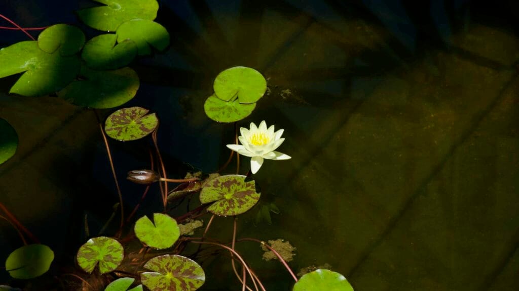 A pale waterlily blooms among pads in a quiet pond at Yeomiji Botanical Garden.