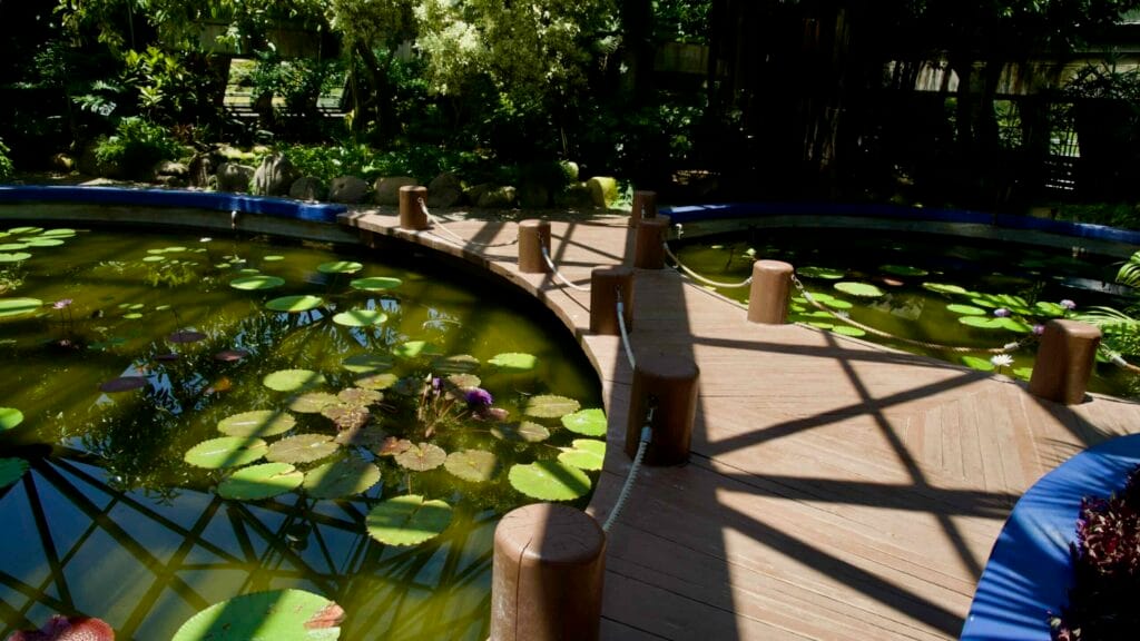 A curved boardwalk crosses twin circular lily ponds in Yeomiji’s Aquatic Garden.