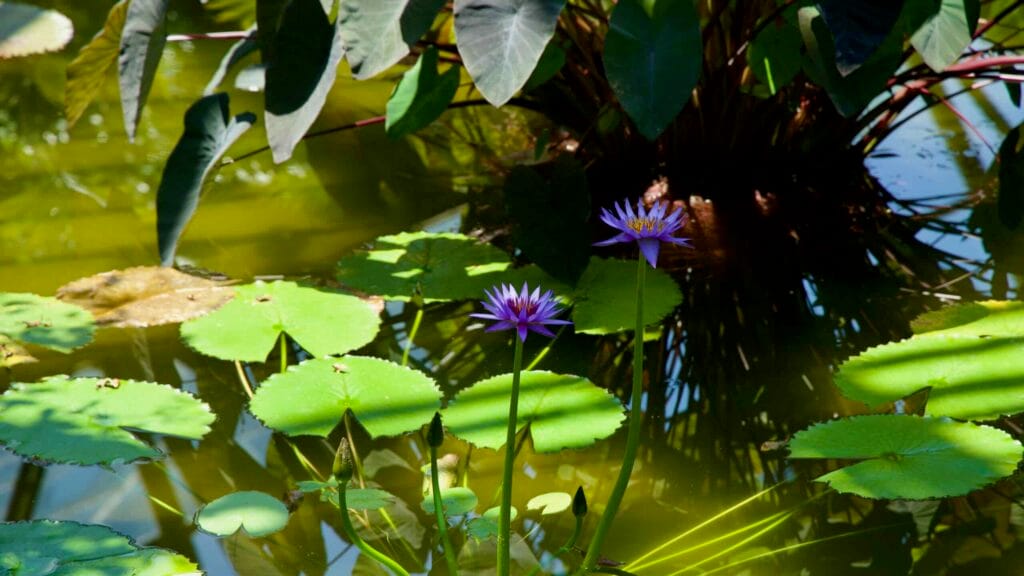Two purple waterlilies rise above pads in a pond at Yeomiji Botanical Garden.
