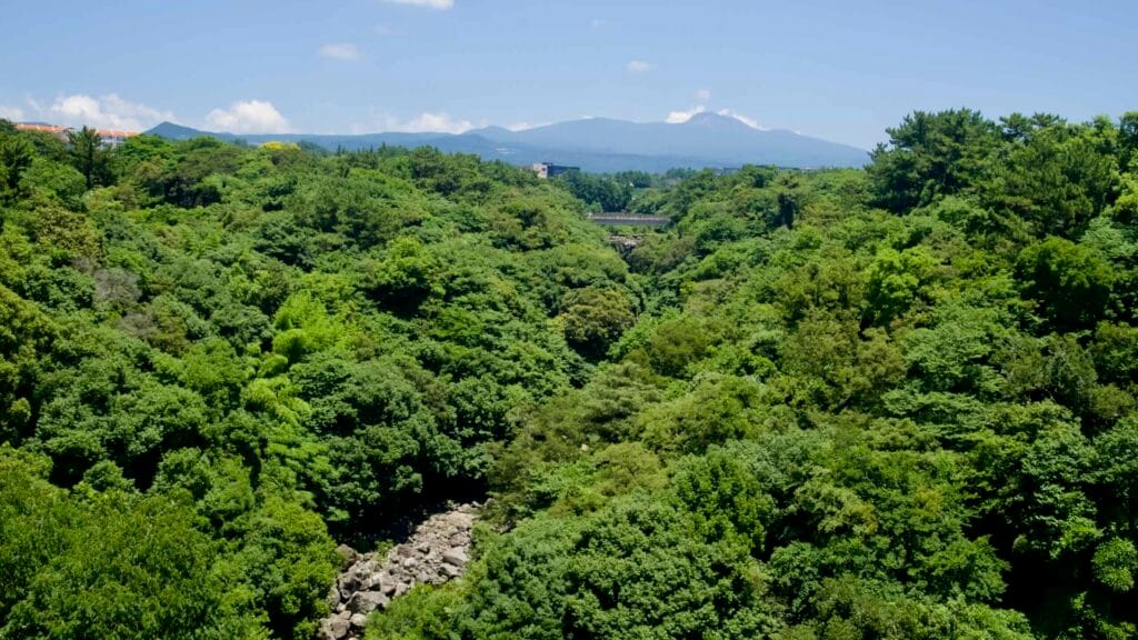 Forested gorge and rocky stream below Seonim‑gyo at Cheonjeyeon.