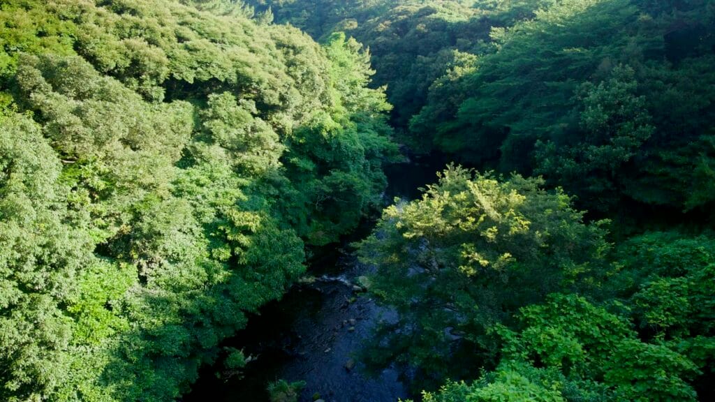 Subtropical forest encloses a shaded stream near Cheonjiyeon Falls.