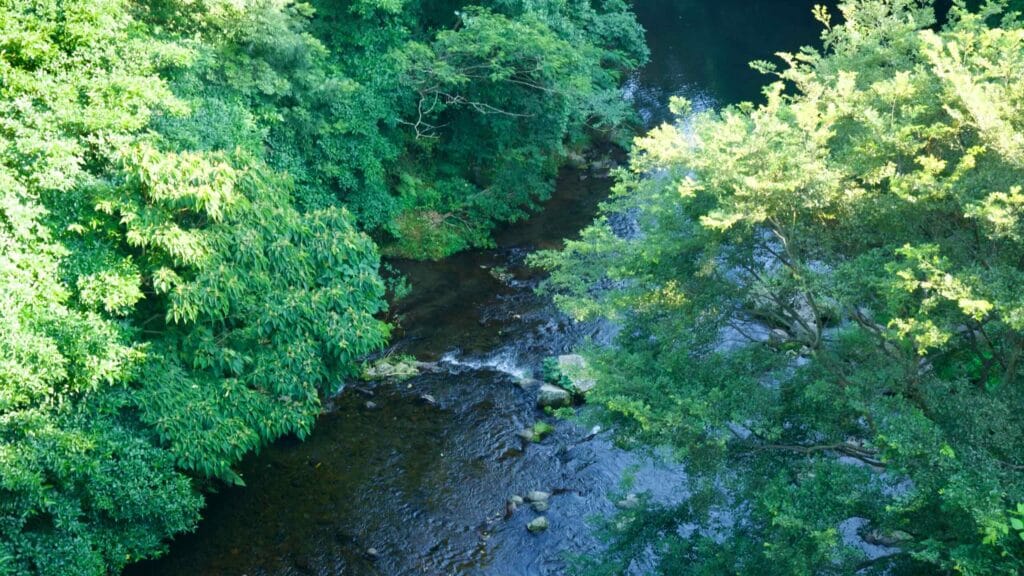 Filtered light over a clear stream in Cheonjiyeon Falls park.