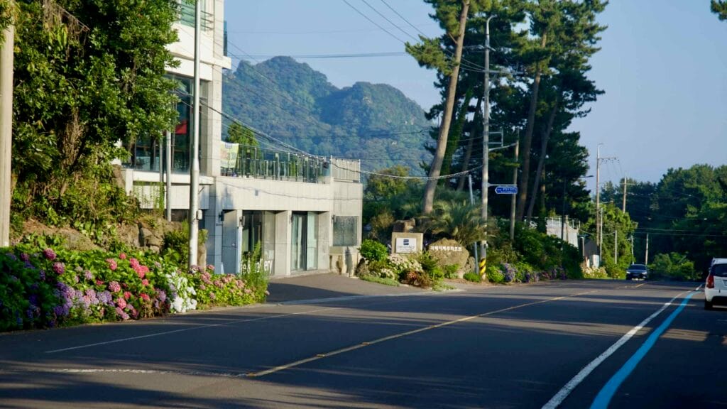 Hydrangeas brighten a Seogwipo roadside with hills beyond.