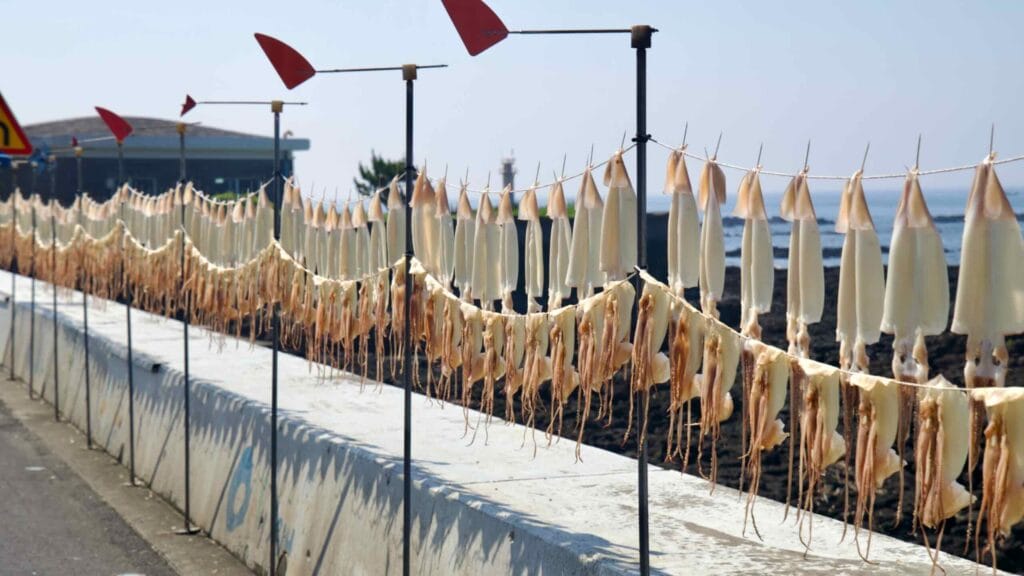 Rows of squid dry above the seawall near Namwon Port in Seogwipo.